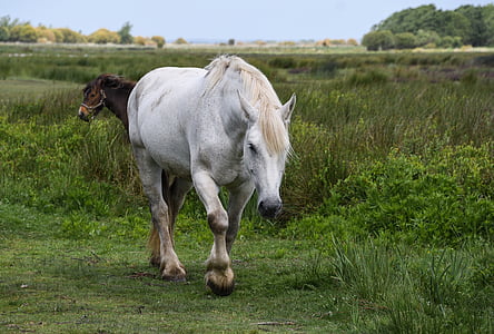 white and brown horses in the middle of the field surrounded by grass
