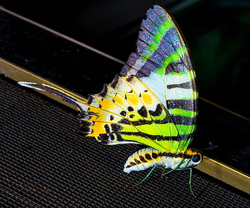 multicolored butterfly