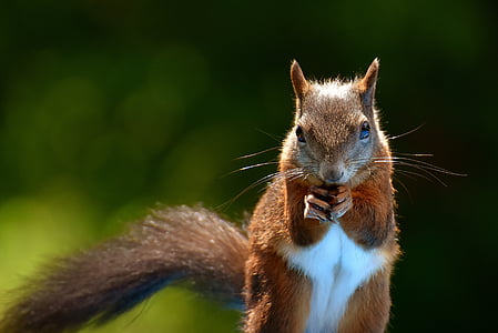selective focus photography of a squirrel