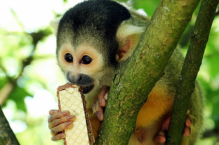 monkey on tree eating wafer during daytime
