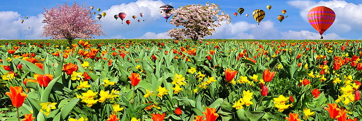 red tulip flower and yellow daffodil flower field