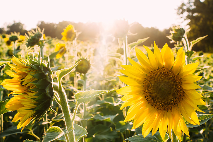 Sunflower Field under sun rays