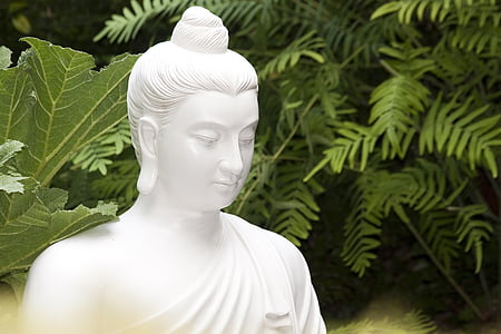 shallow focus photography of Gautama Buddha statue near plants