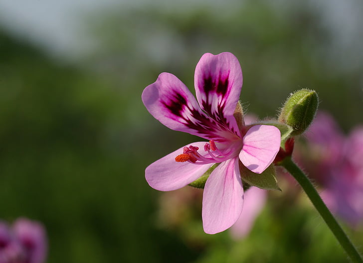 shallow focus photo of pink petaled flower