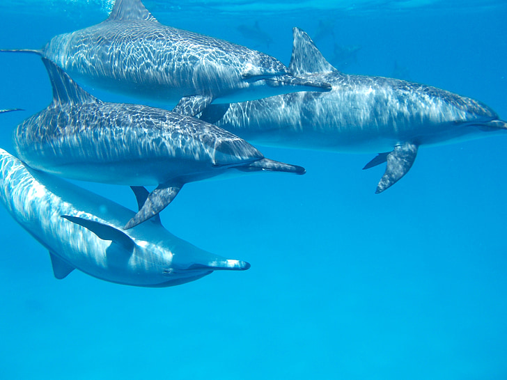 four black dolphins