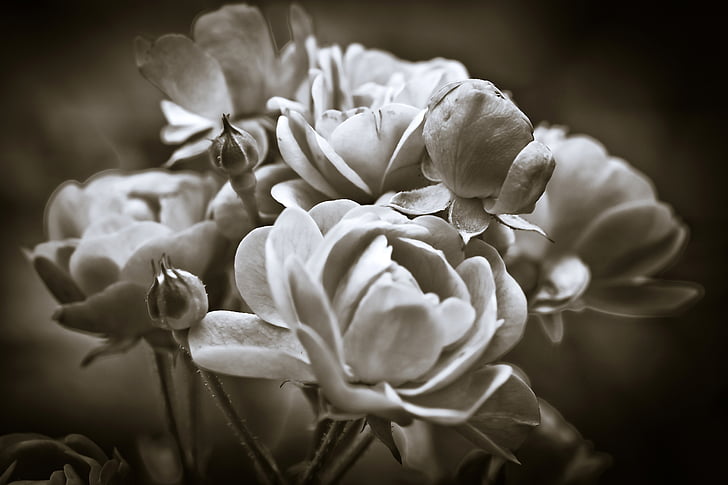 greyscale photo of flowers