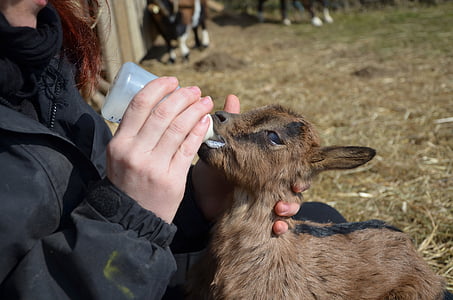 woman feeding the kid goat