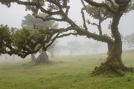 trees on foggy day