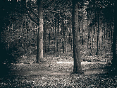 grayscale photography of forest