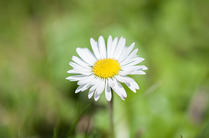 ox-eyed daisy flower