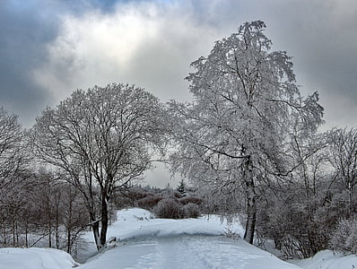 leafless trees covered with snow at daytime
