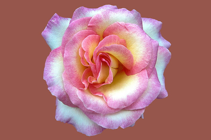 pink and yellow rose photo