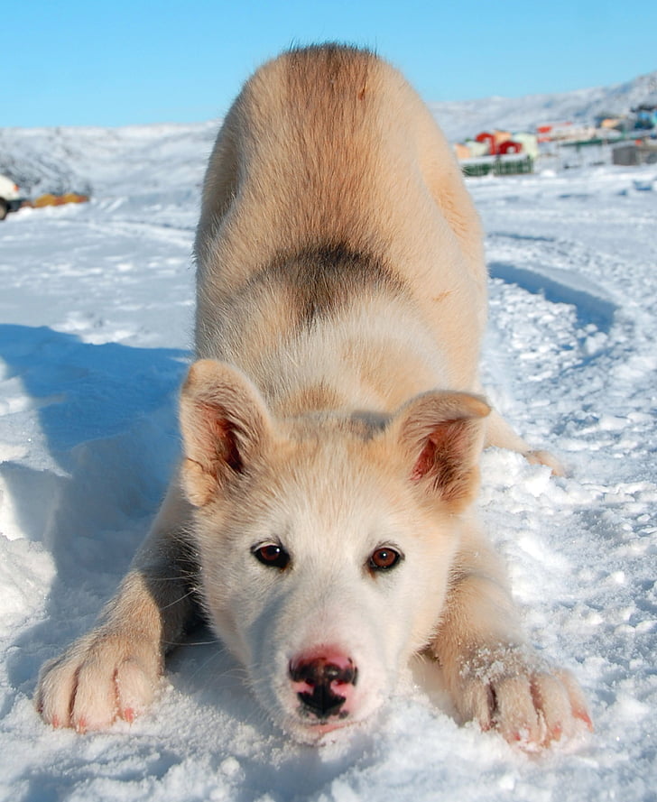 brown and white Siberian husky puppy on snow during daytime
