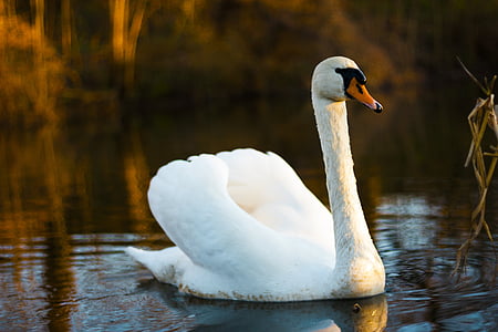 white swan floating on water near grass