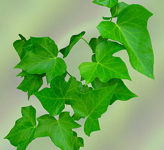 green devil's ivy plant