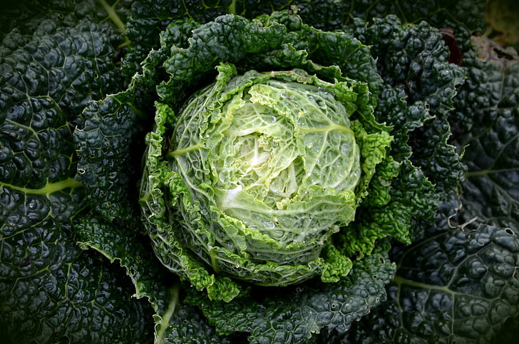 selective photograph of cabbage