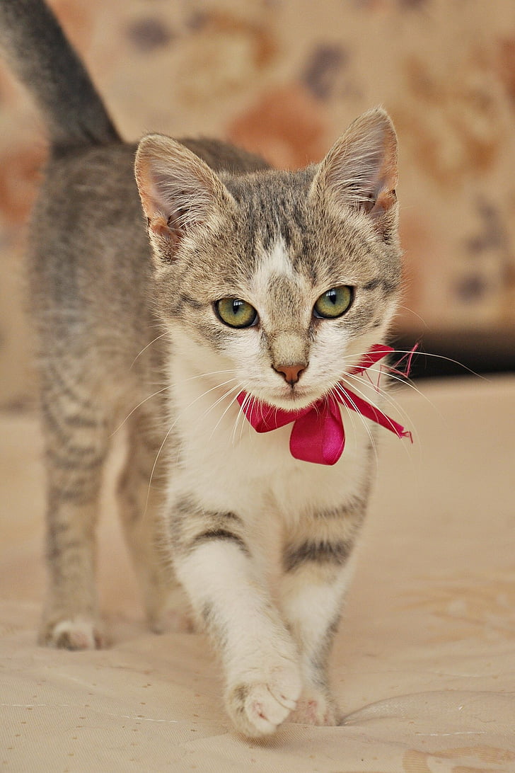 silver tabby kitten wearing red ribbon