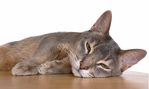 short-fur cat lying on brown wooden surface with white background