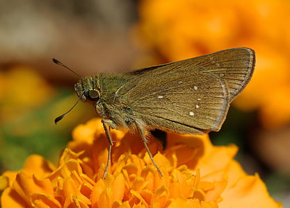 selective focus photo of brown skipper moth perched on orange flower at daytime