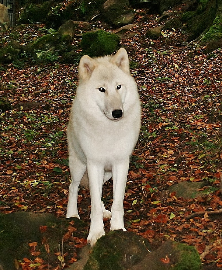 white wolf, kasselburg, germany, dog, animal, canine