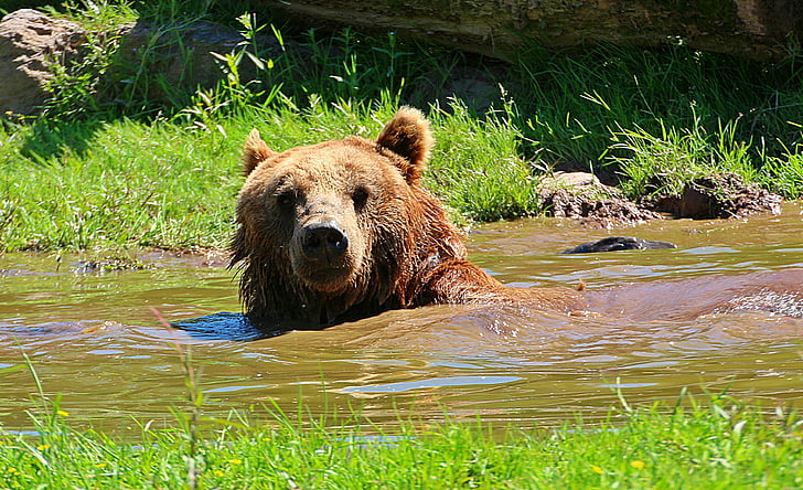 brown grizzly bear in water