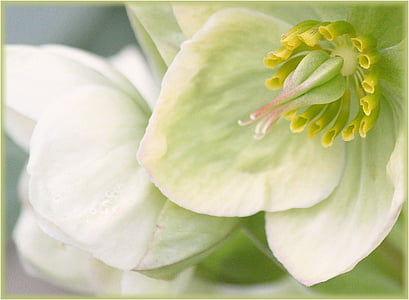 white and green petaled flower in closeup photo
