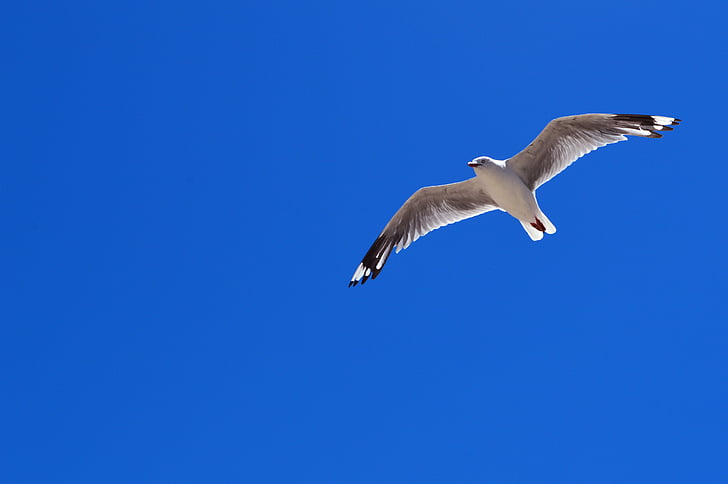 seagull at sky