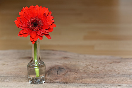 red flower on clear glass bottle