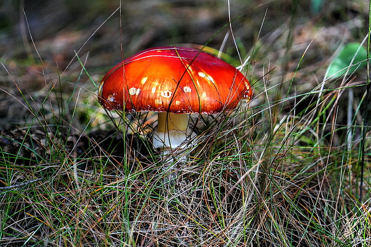 red mushroom plant on green grass field