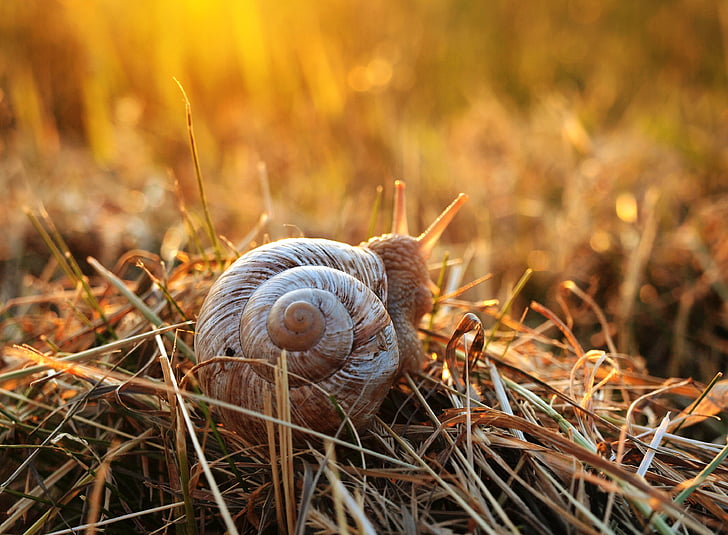 selective focus photo of brown snail on brown grass at daytime