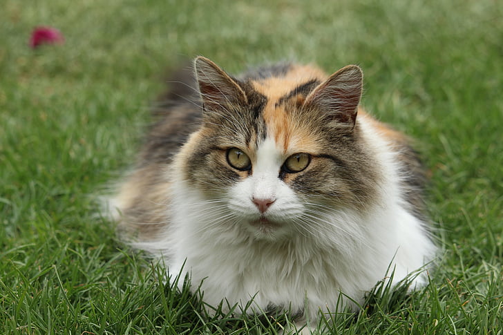 medium-coated white, brown, and orange cat