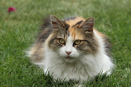 medium-coated white, brown, and orange cat