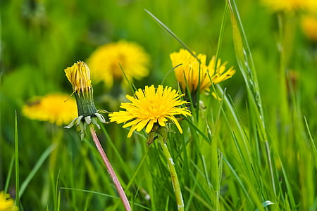 close up photography of yellow dandelion