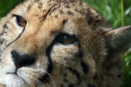 cheetah in closeup photography