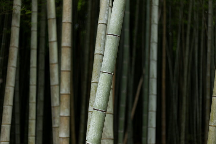 photo of gray bamboo