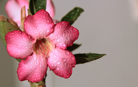 shallow focus photography of pink petaled flower