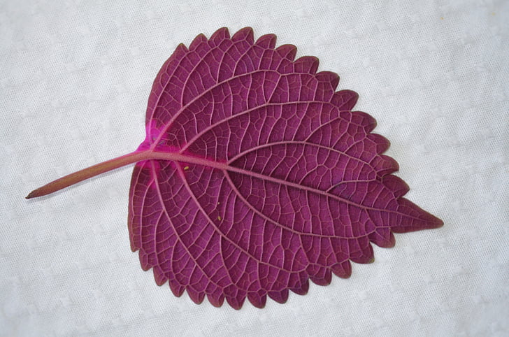 purple leaf plant