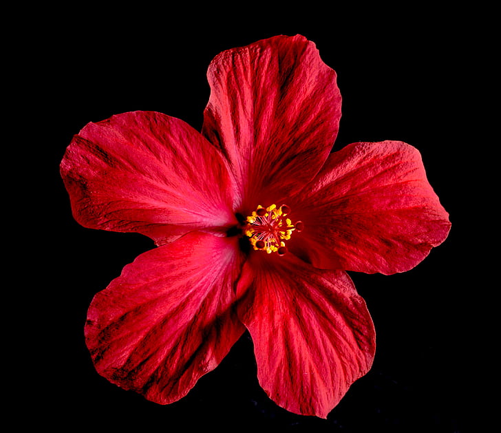 red Hibiscus flower