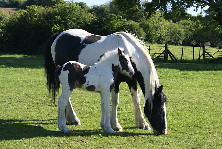 white and black horse on green grass during daytime