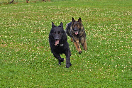 two running black and tan German shepherd dogs