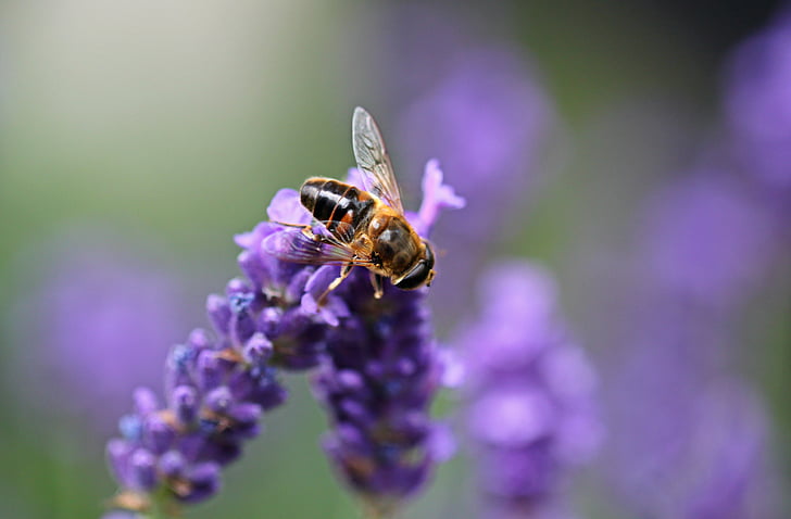 macro shot of brown bee on purple lavender