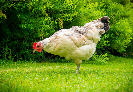 brown and black hen standing on green grass during daytime