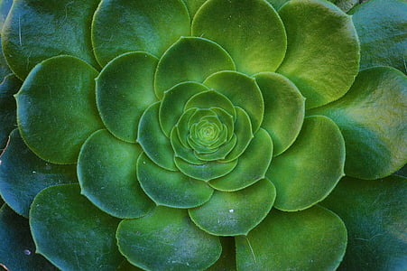 green water lotus plant