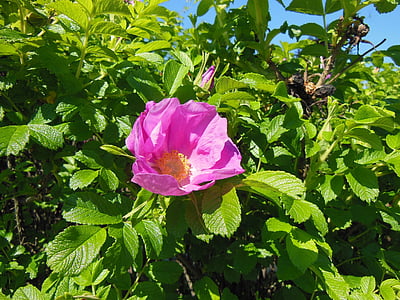 pink single-petaled rose flower