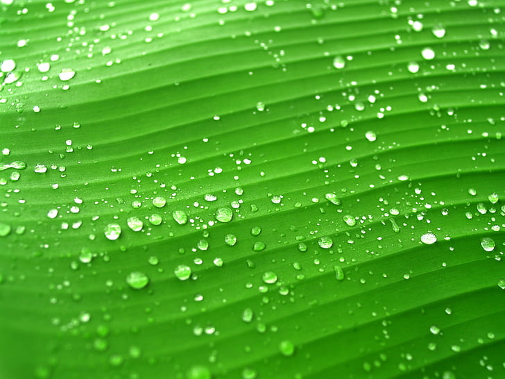 water-drops-leaf-grass-preview.jpg