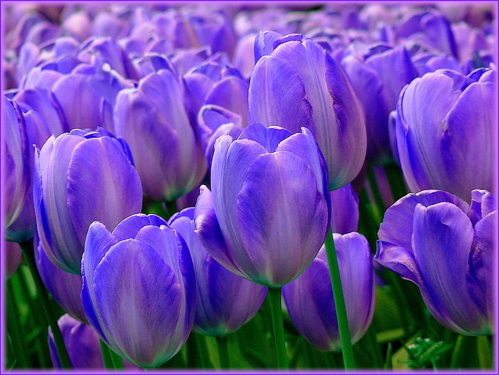 close-up photo of purple tulip flowers