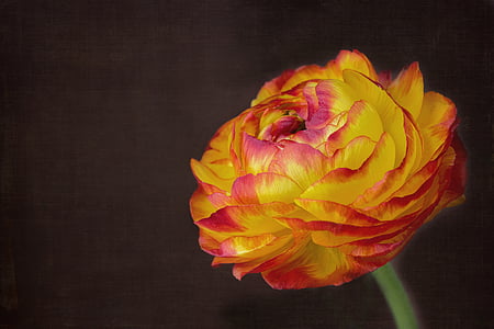 yellow and red ranunculus flower closeup photograpohy