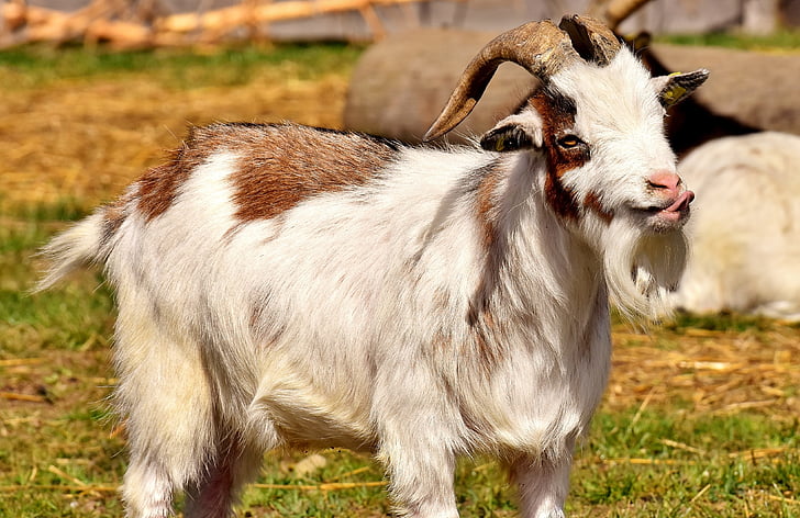 white and brown goat