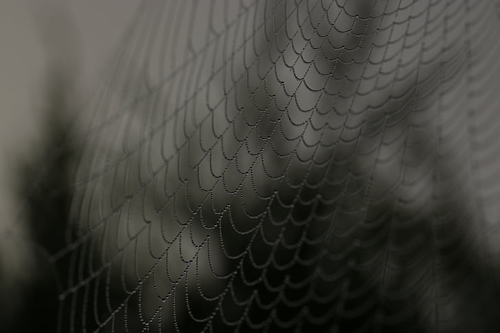 closeup photography of cobwebs