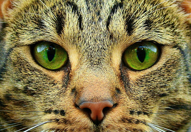 closeup photography of gray tabby cat